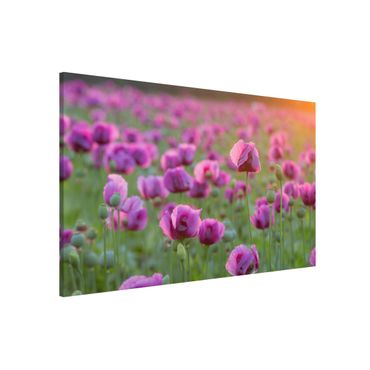 Tableau magnétique - Purple Poppy Flower Meadow In Spring