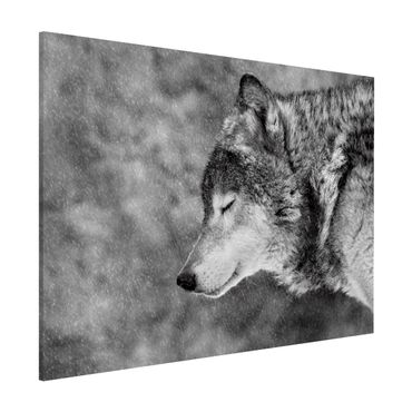 Tableau magnétique - Winter Wolf