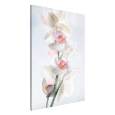 Tableau magnétique - Delicate Orchid