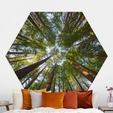 Papier peint hexagonal autocollant avec dessins - Sequoia Tree Tops