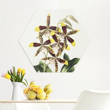 Hexagone en forex - Maxim Gauci – Orchid II