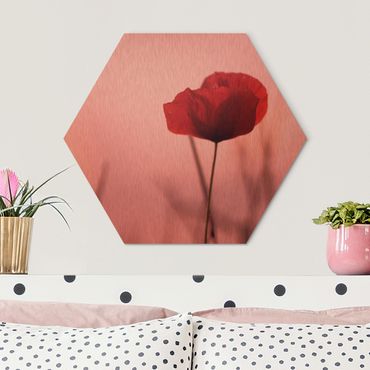 Hexagone en alu Dibond - Poppy Flower In Twilight
