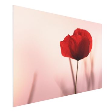 Impression sur forex - Poppy Flower In Twilight - Format paysage 3:2