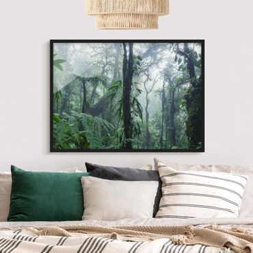 Poster encadré - Monteverde Cloud Forest