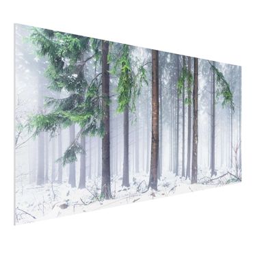 Impression sur forex - Conifers In Winter - Format paysage 2:1