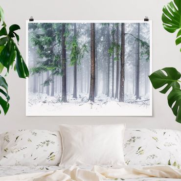 Poster - Conifers In Winter