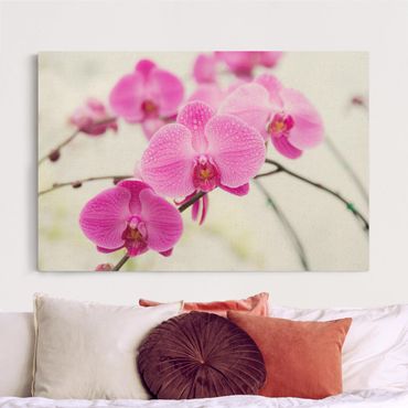 Tableau sur toile naturel - Close-Up Orchid - Format paysage 3:2
