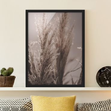 Framed poster - Pampas Grass In Late Fall