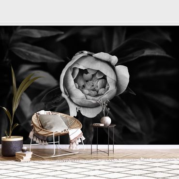 Papier peint - Peonies In Front Of Leaves Black And White