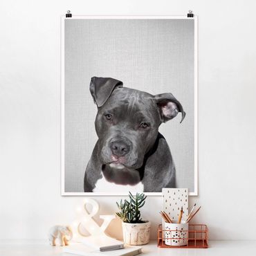 Poster reproduction - Pit Bull Pelle