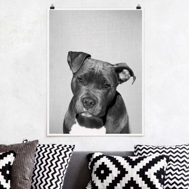 Poster reproduction - Pit Bull Pelle Black And White