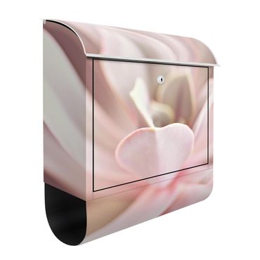 Letterbox - Light Pink Succulent Flower