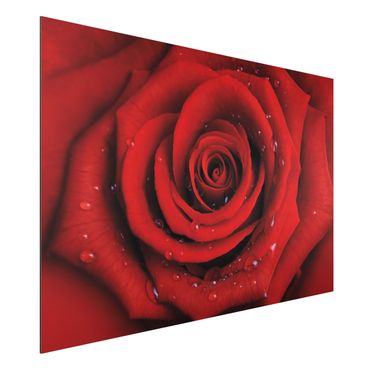 Tableau sur aluminium - Red Rose With Water Drops