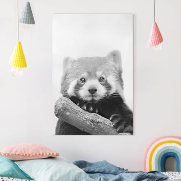 Tableau sur toile - Red Panda In Black And White