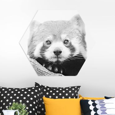 Hexagone en forex - Red Panda In Black And White