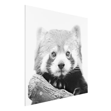 Impression sur forex - Red Panda In Black And White - Carré 1:1