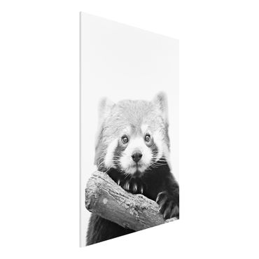 Impression sur forex - Red Panda In Black And White - Format portrait 2:3
