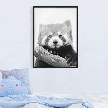 Framed poster - Red Panda In Black And White