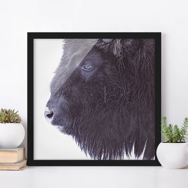 Framed poster - Portrait Of A Black Buffalo