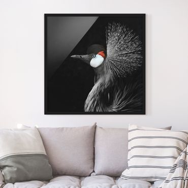 Framed poster - Black Crowned Crane