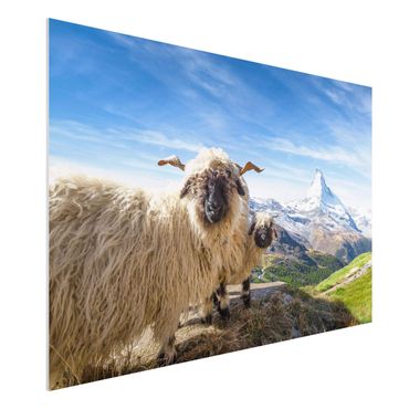 Impression sur forex - Blacknose Sheep Of Zermatt - Format paysage 3:2