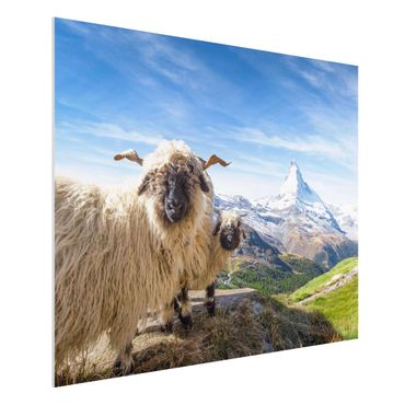 Impression sur forex - Blacknose Sheep Of Zermatt - Format paysage 4:3