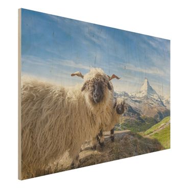 Tableau en bois - Blacknose Sheep Of Zermatt