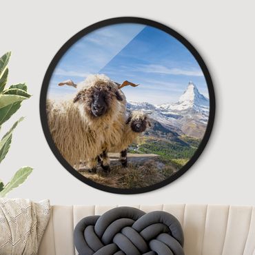 Tableau rond encadré - Blacknose Sheep Of Zermatt