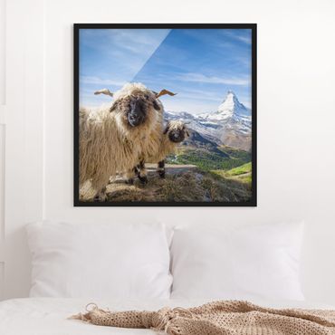 Framed poster - Blacknose Sheep Of Zermatt