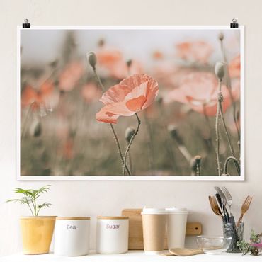 Poster - Sun-Kissed Poppy Fields
