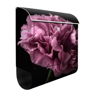 Letterbox - Proud Peony In Front Of Black