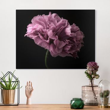 Tableau sur toile - Proud Peony In Front Of Black