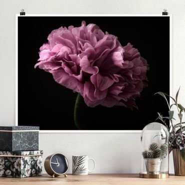 Poster - Proud Peony In Front Of Black