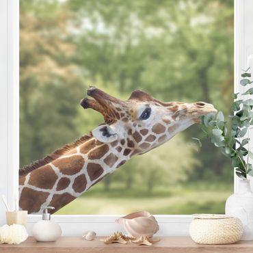 Sticker pour fenêtres - Searching giraffe