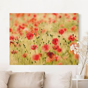 Tableau sur toile naturel - Summer Poppies - Format paysage 4:3
