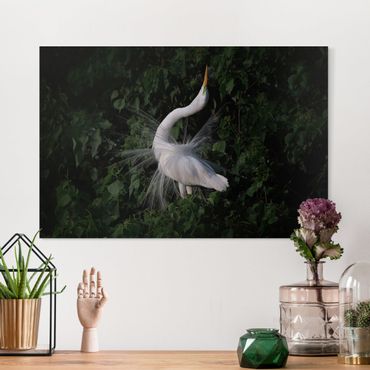 Tableau sur toile - Dancing Egrets In Front Of Black