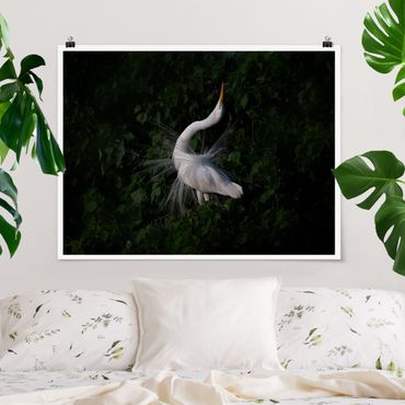 Poster - Dancing Egrets In Front Of Black