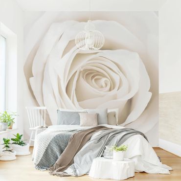 Papier peint - Pretty White Rose