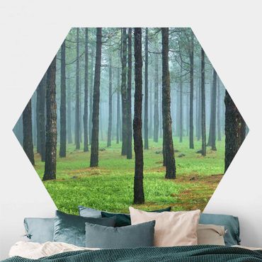 Papier peint hexagonal autocollant avec dessins - Deep Forest With Pine Trees On La Palma