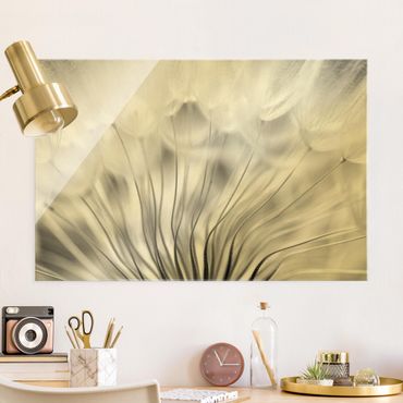 Tableau en verre - Beautiful Dandelion Black And White - Format paysage