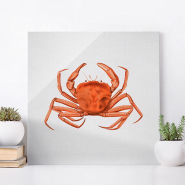 Tableau en verre - Vintage Illustration Red Crab