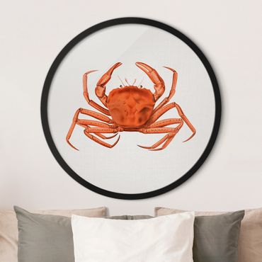 Tableau rond encadré - Vintage Illustration Red Crab