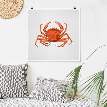 Poster reproduction - Vintage Illustration Red Crab