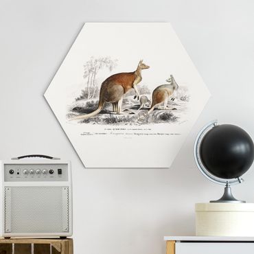Hexagone en alu Dibond - Vintage Teaching Illustration Kangaroo