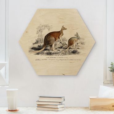 Hexagone en bois - Vintage Teaching Illustration Kangaroo