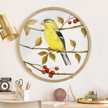 Tableau rond encadré - Birds And Berries - American Goldfinch