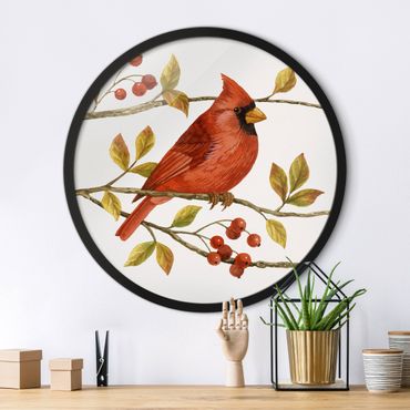 Tableau rond encadré - Birds And Berries - Northern Cardinal