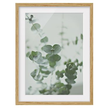 Framed poster - Growing Eucalyptus