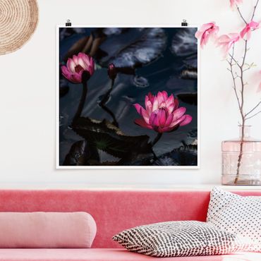 Poster reproduction - Water lilies