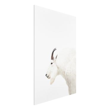 Impression sur forex - White Mountain Goat - Format portrait 2:3